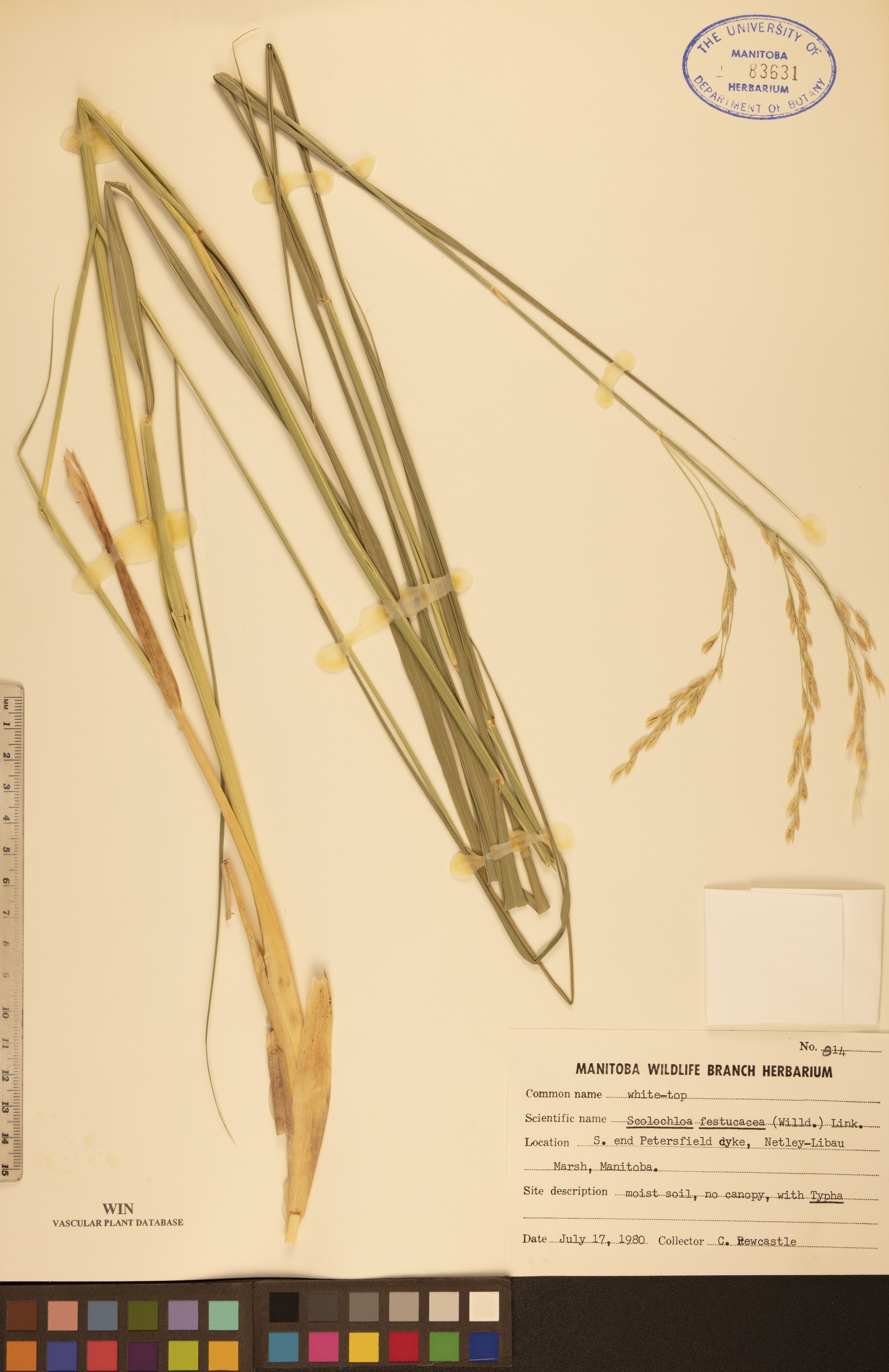 Scolochloa festucacea image